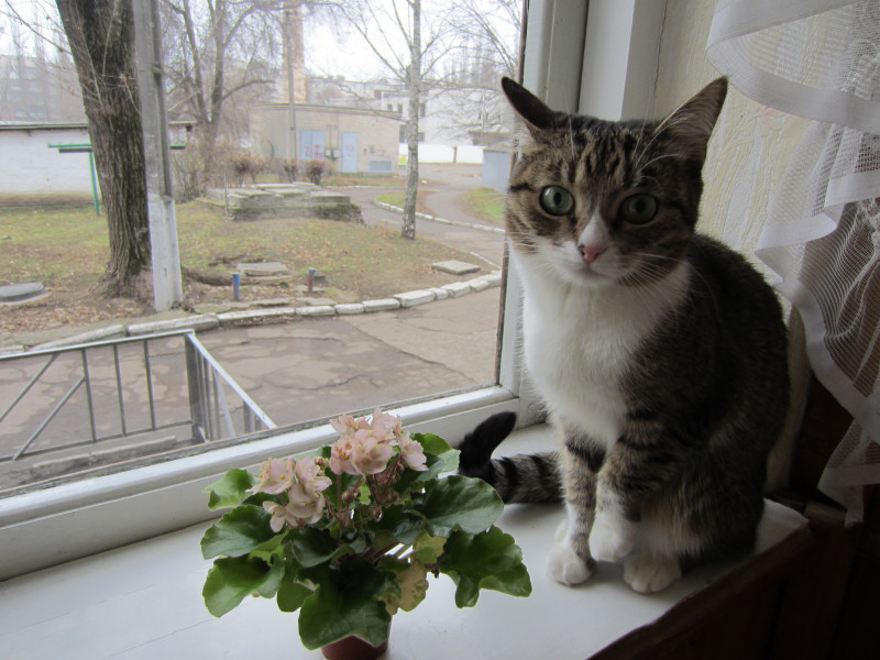 Потерялась кошка ПОМОГИТЕ  - IMG_0353.JPG