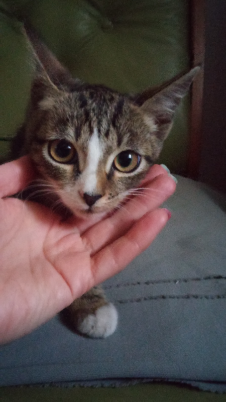 Пропали коты. живы ли? - Screenshot_2017-08-17-12-25-59.png