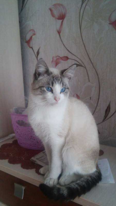 Пропали коты. живы ли? - Screenshot_2017-08-17-12-25-08.png
