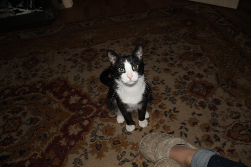 Пропал котик - IMG_0063.JPG
