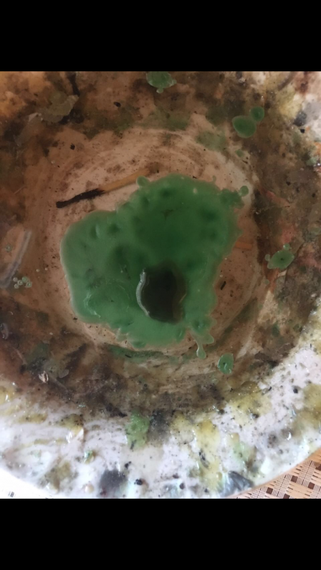 ОТЛИВКИ ВОСКОМ - IMG_4082.PNG