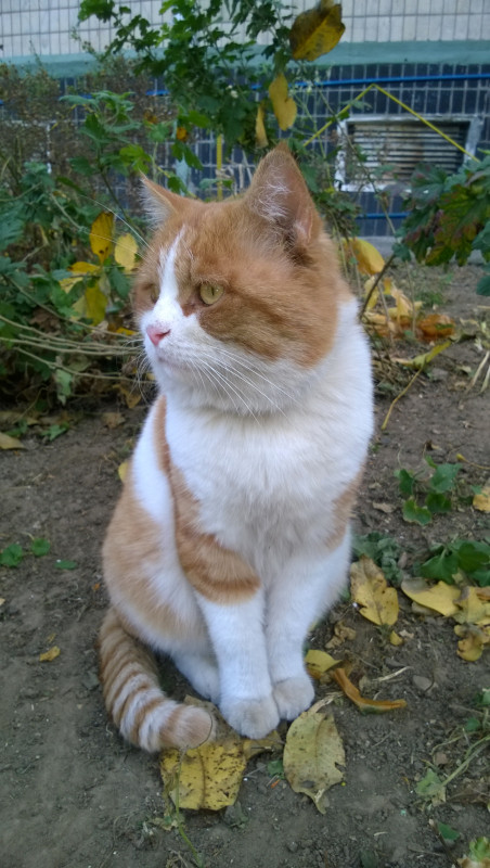 Пропал наш кот, Рыжик. Помогите, пожалуйста, вернуть его домой. - WP_20151104_007.jpg
