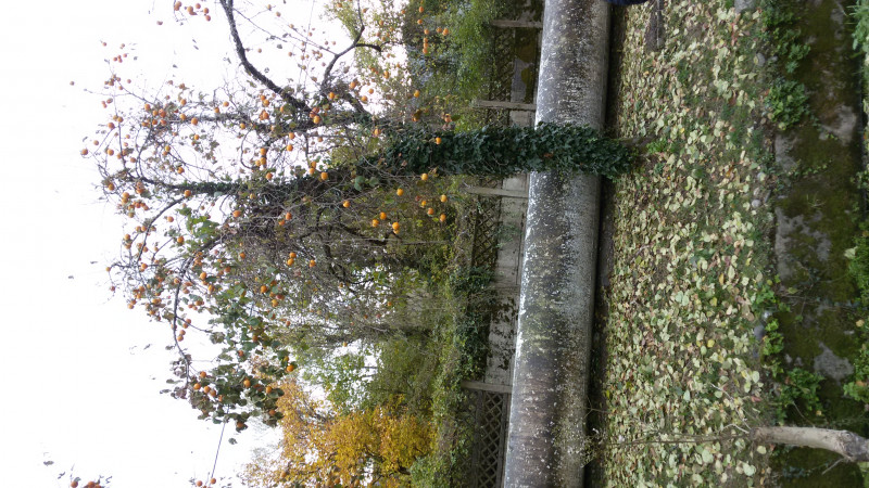 Конкурс : Чудо дерево -ИТОГИ ст.2 - 20171106_100733.jpg
