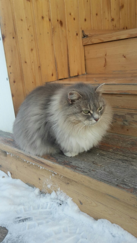 Пропала кошечка, помогите найти Пожалуйста  - image-0-02-05-0245ee375a1ba063d9b3456faafbbc9797cc942ddf7995bfabcd17de95fbe0dc-V.jpg