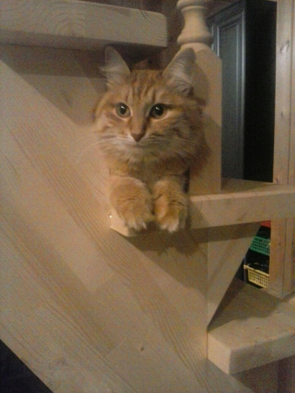 Пропала кошка - IMG-20180329-WA0001.jpg
