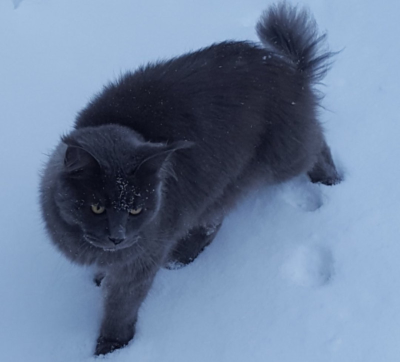 Помогите найти кота - 1523455492272.jpg