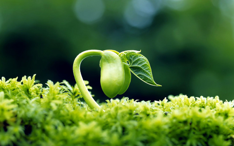 Баал и Вельзевул: Демоны Шрёдингера - 68995690-life-wallpapers.jpg