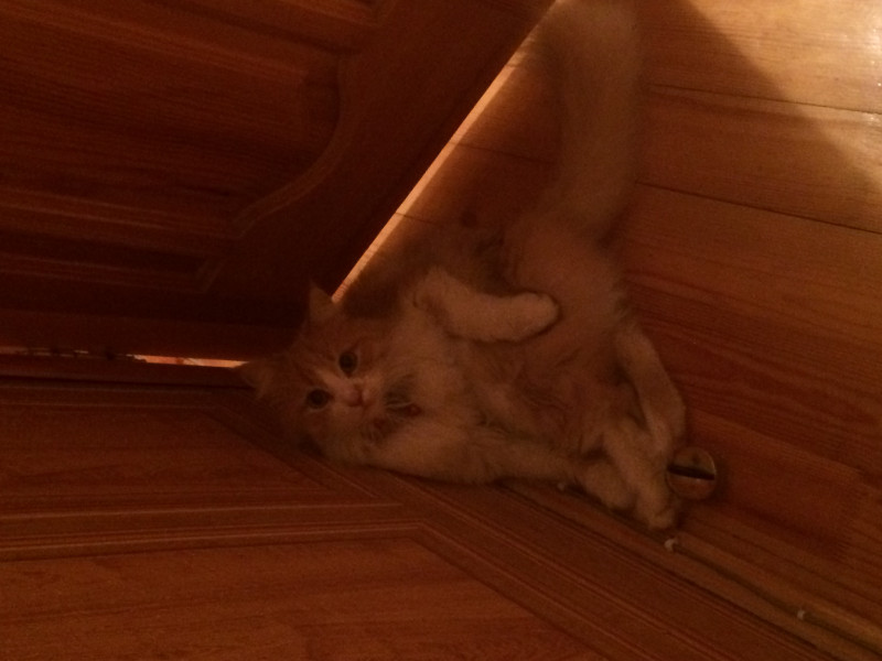 Помогите, пожалуйста Жив ли кот? - 938D5D54-3120-4DDC-8819-9463667924BB.jpeg