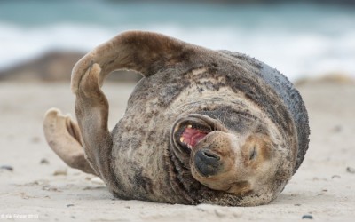 Помогите в толковании сна - Радость.jpg