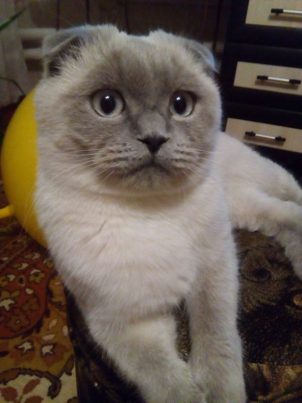 Вернется ли мой кот домой? - кот.jpg