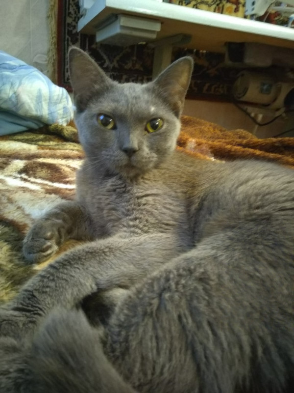 Кошки в магии. - IMG_20180629_074953.jpg