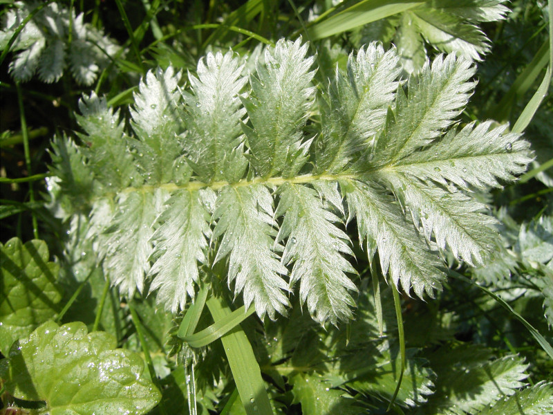 Вот и лето пришло  - Potentilla_anserina_blad.jpg