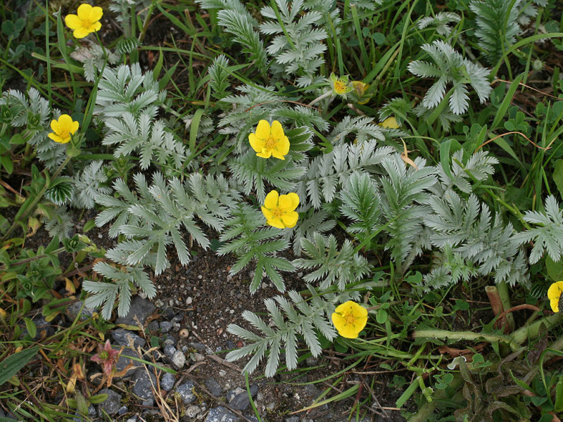 Вот и лето пришло  - Potentilla_anserina_(Silverweed)_(Zilverschoon).jpg