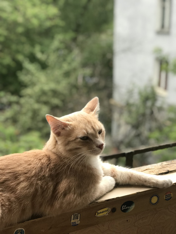 фото кота.