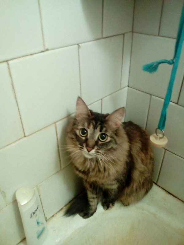 не можем найти кошку - IMG-20180418-WA0000.jpg