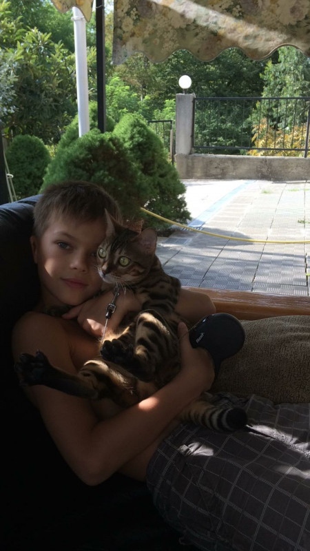 пропала бенгальская кошка Помогите - IMG_9057.JPG
