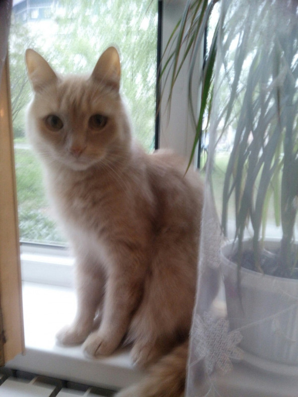 Поиск кота - u7MEWZZgOiA.jpg