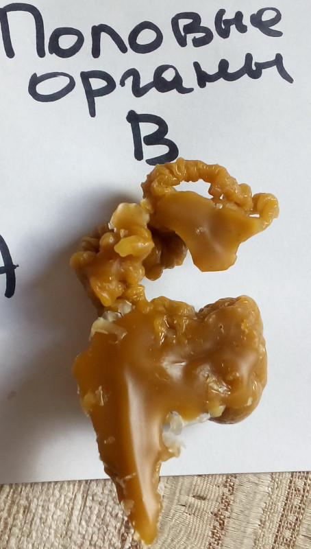 ОТЛИВКИ ВОСКОМ - IMG_20181003_143607.jpg