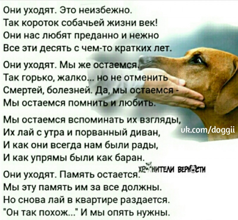 Путь души животного после смерти.. - IMG_20181204_152207_0.jpg