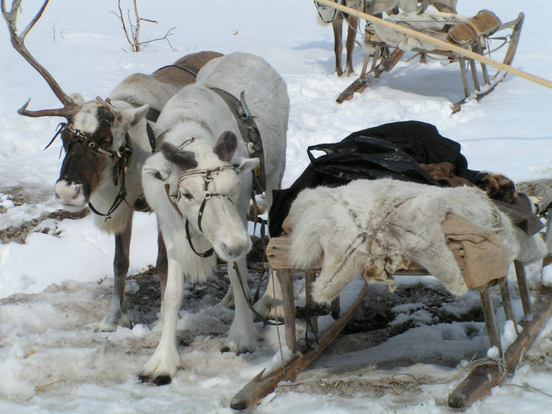 Новогодний конкурс Волшебница Зима - Олени2.jpg