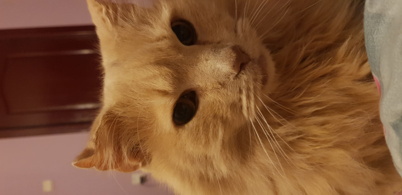 Что с котиком? - 20190405_211708.jpg