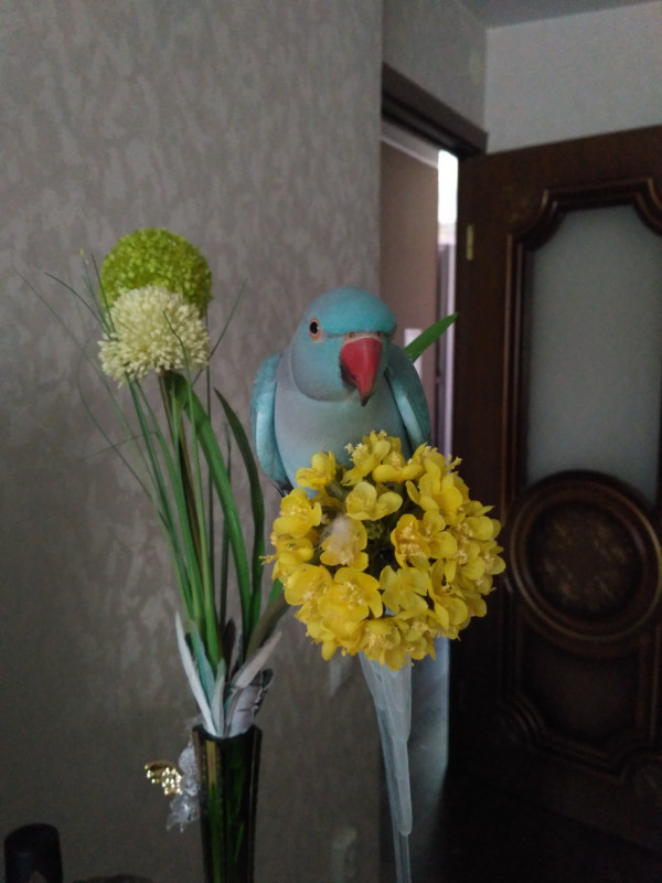 Улетел попугай - IMG_20180802_135549.jpg