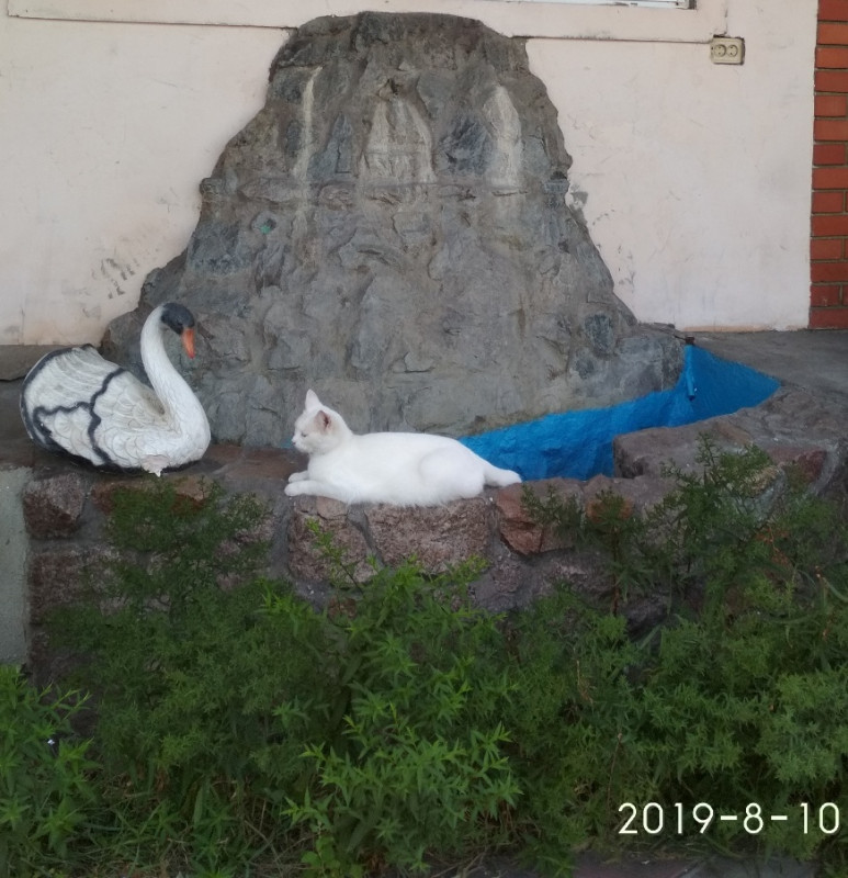 Заливнушка ...ответ на стр 2 - IMG_20190810_160556.jpg