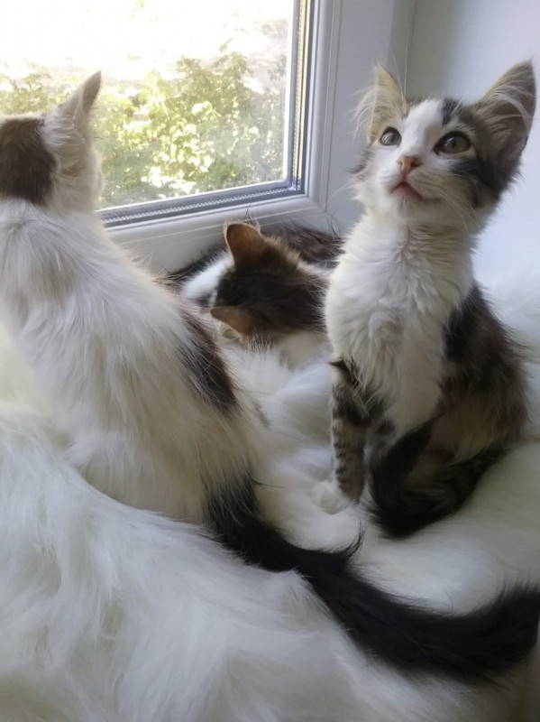 Пропали трое котят - IMG-20191006-WA0007.jpg