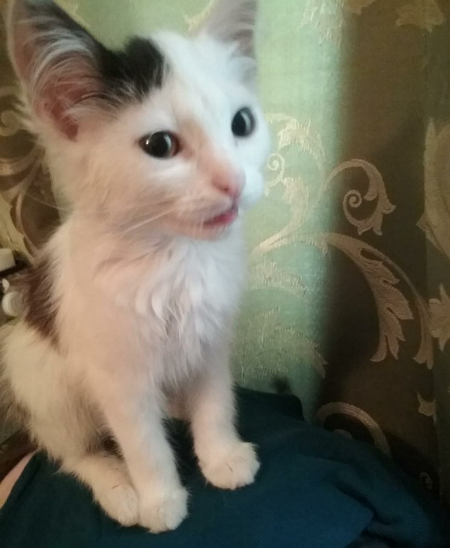 Пропали трое котят - IMG-20191006-WA0006.jpg