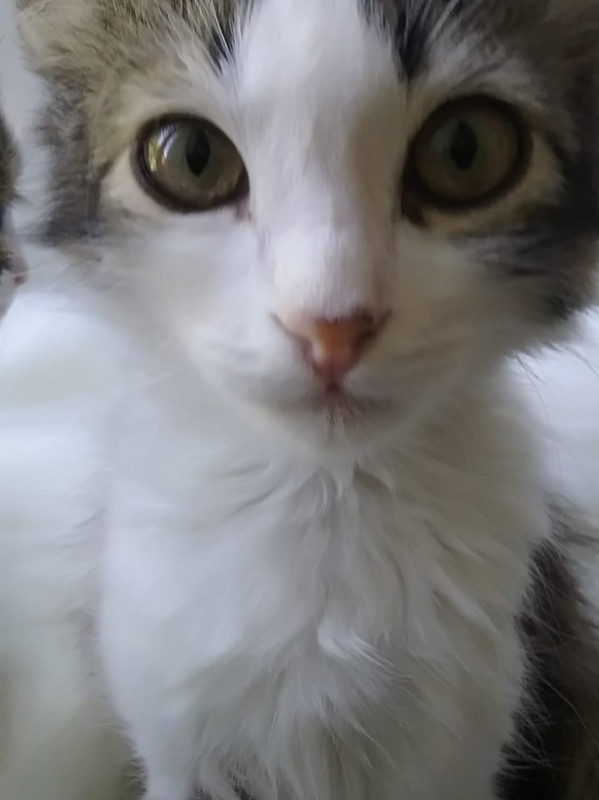 Пропали трое котят - IMG-20191006-WA0002.jpg