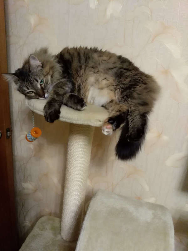 Пропала кошечка - IMG_20180403_211322.jpg