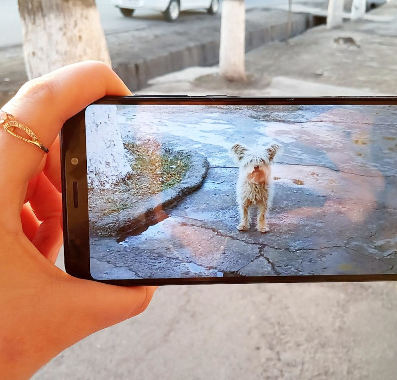 Путь души животного после смерти.. - IMG_20191227_172615_931.jpg