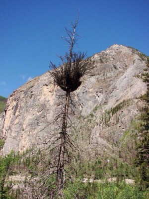 Шаман-дерево и ведьмина метла . - image.jpg