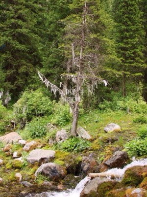 Шаман-дерево и ведьмина метла . - image.jpg